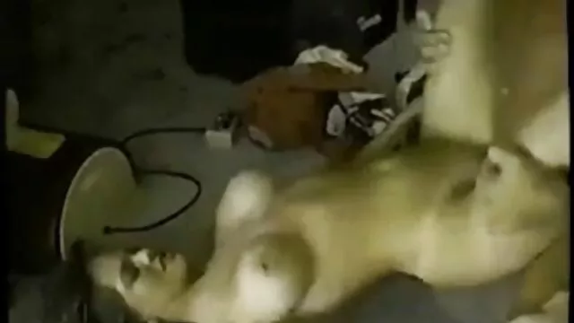 Maman a séduit film porno guine son fils et lui a demandé de la sucer